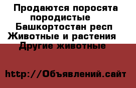 Продаются поросята породистые  - Башкортостан респ. Животные и растения » Другие животные   